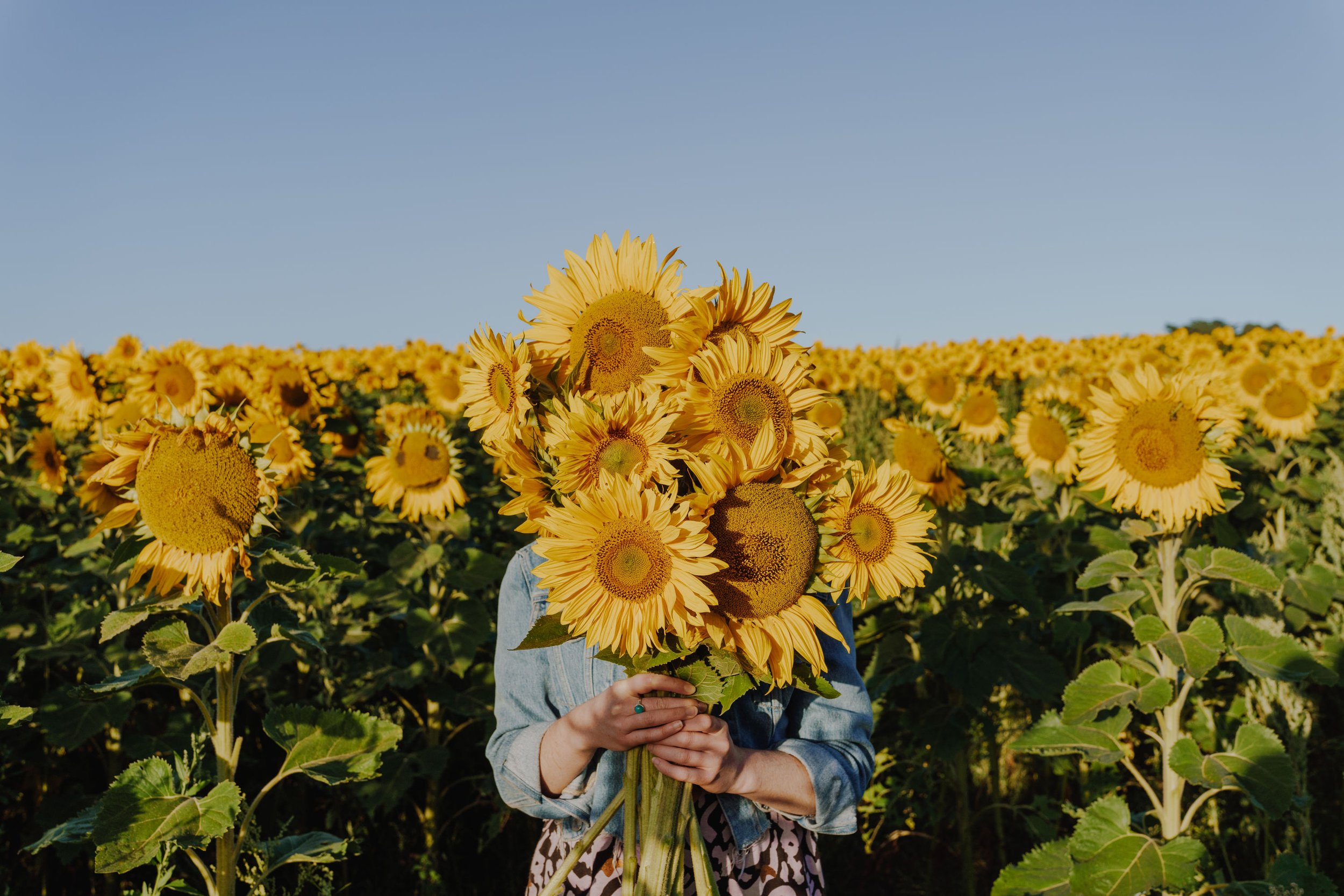 Pick Your Own Sunflowers Dunnstown