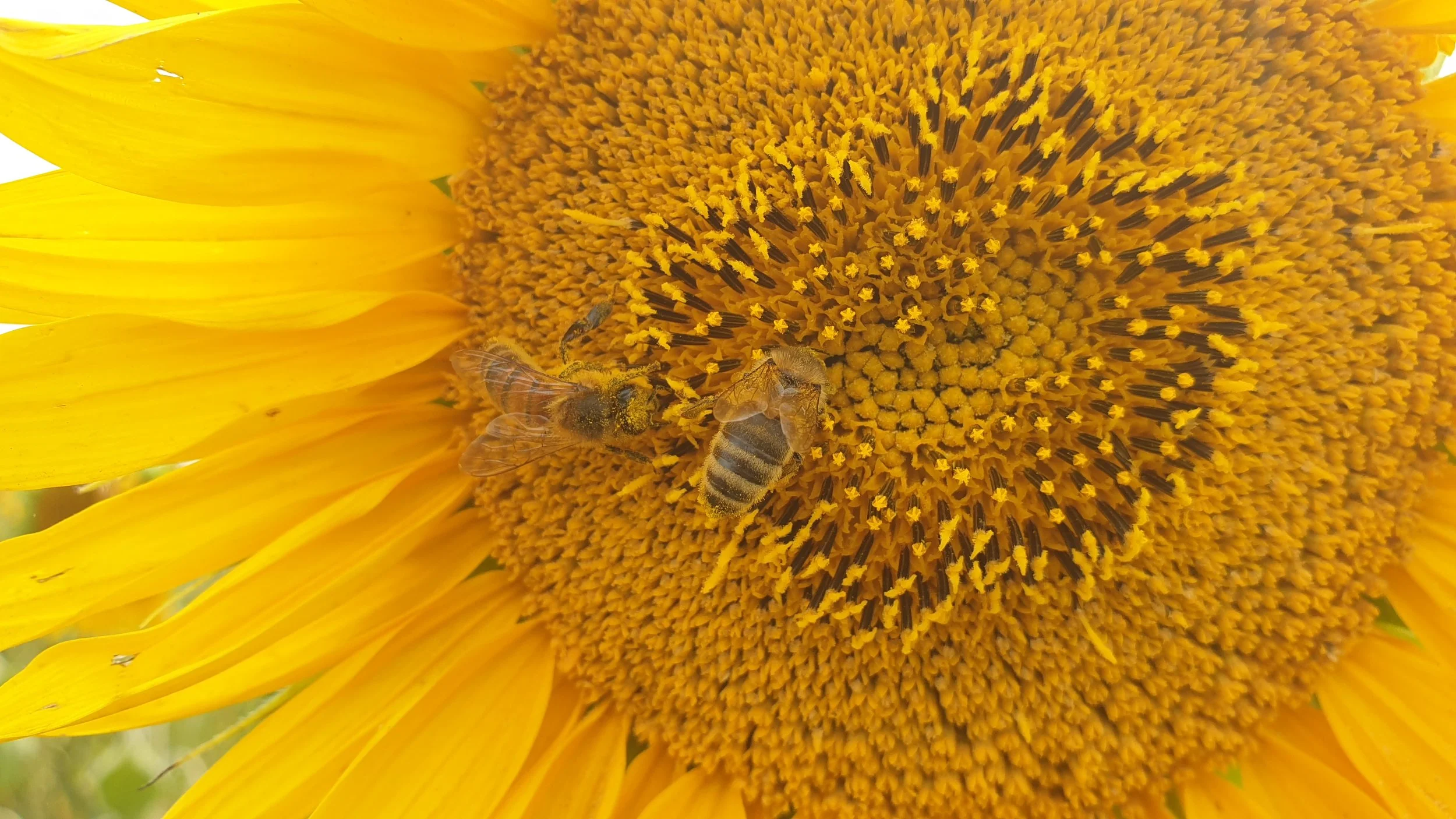Pick Your Own Sunflowers Dunnstown