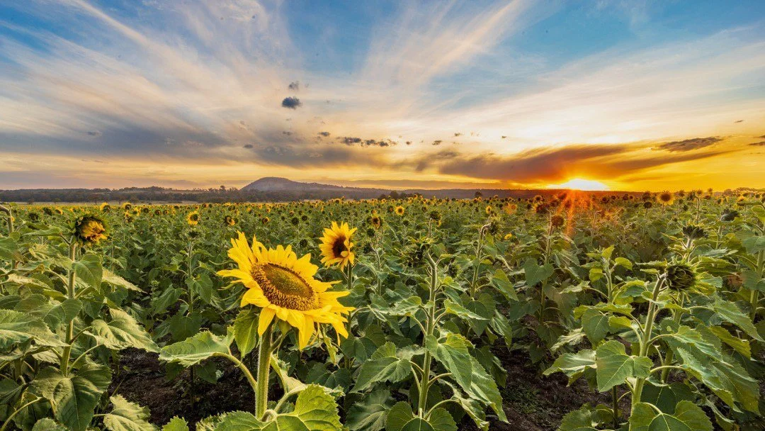 Pick Your Own Sunflowers Dunnstown
