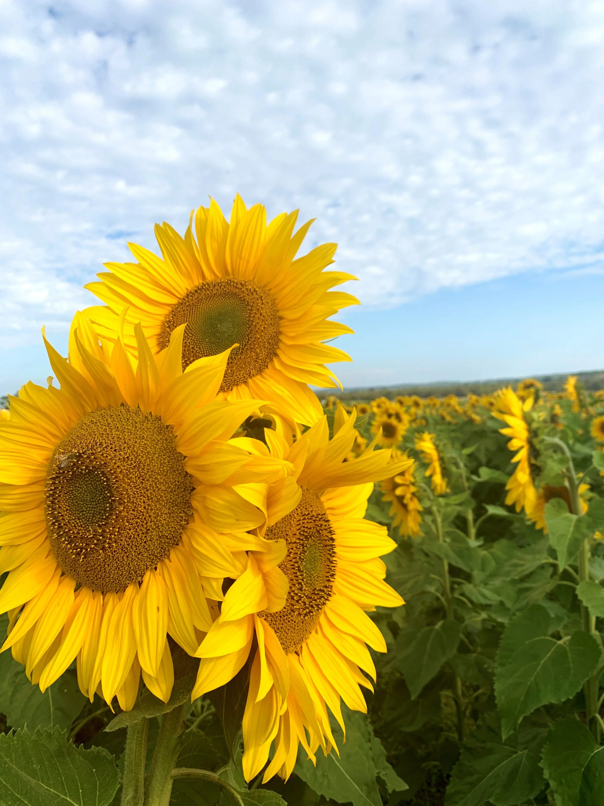 Pick Your Own Sunflowers Dunnstown