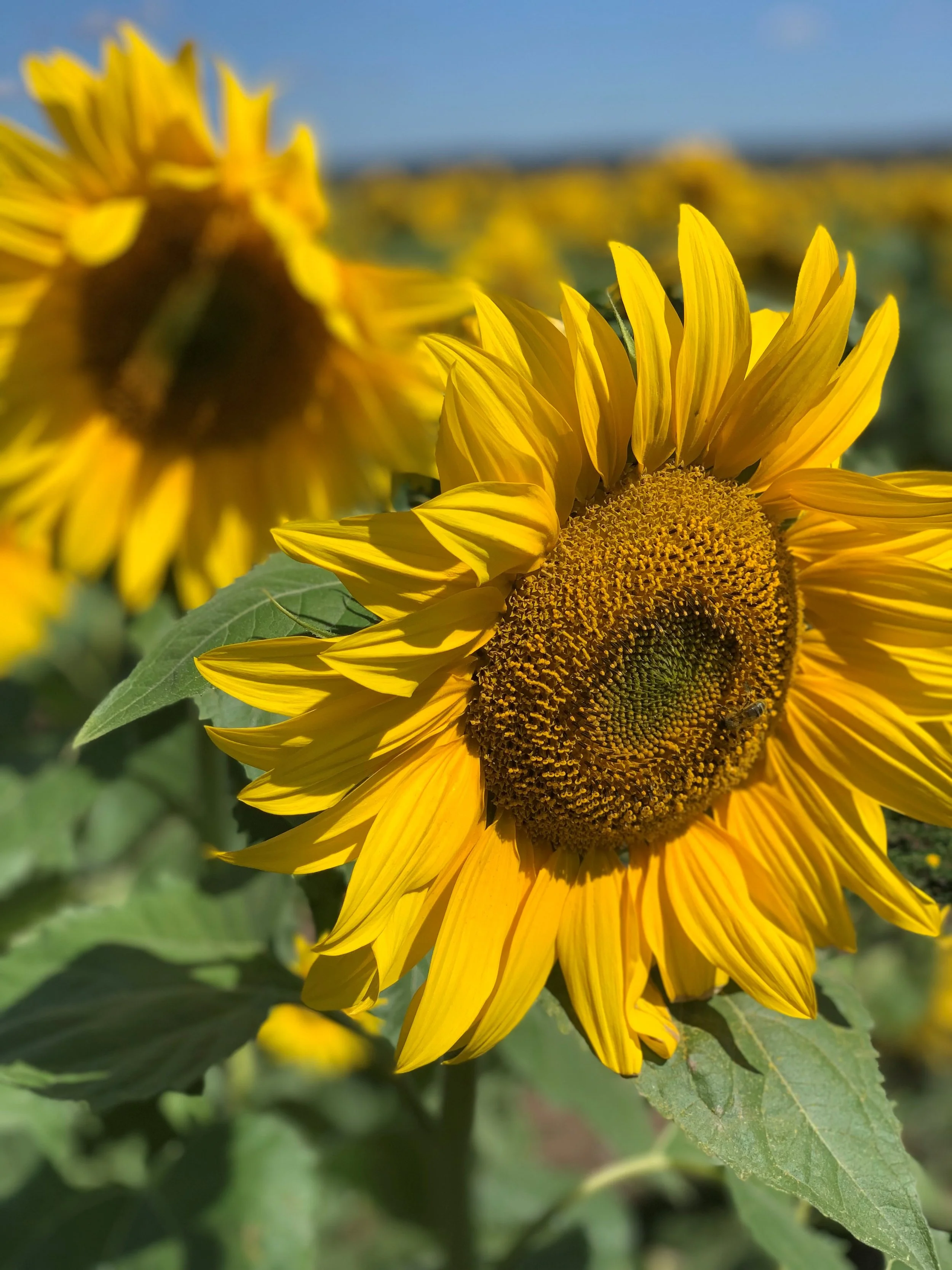 Pick Your Own Sunflowers Dunnstown