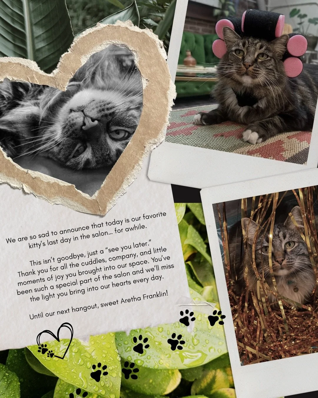 We have sad news.. 💔

As many of you know, our friend @arethafranklincat visits us every day when she&rsquo;s not busy being employee of the month at @plantfoundry 🌿🐱 We&rsquo;ve grown to love her so much over the years.

We recently found out tha