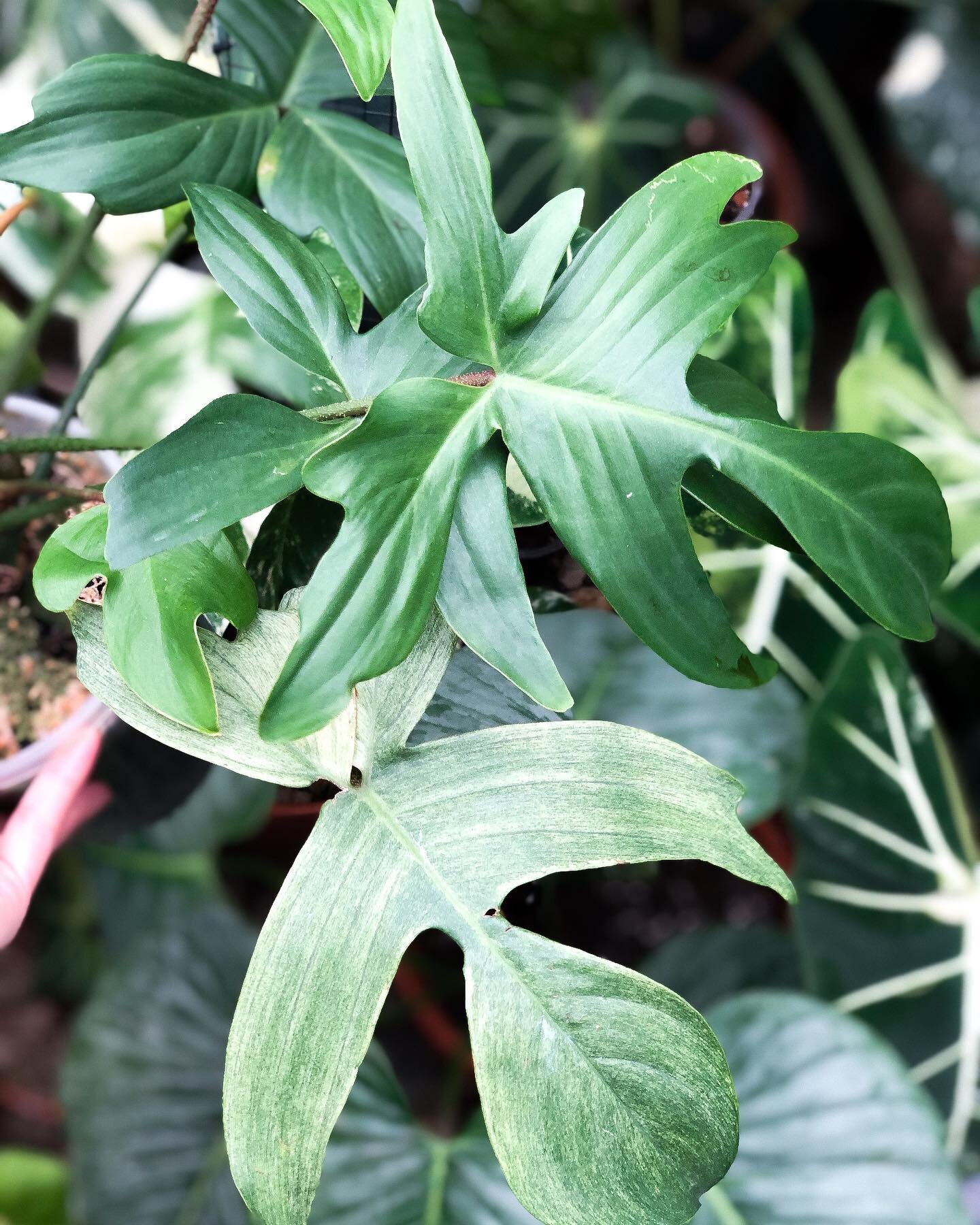 What&rsquo;s next up for Philodendron Week&hellip;

P H I L O D E N D R O N
F L O R I D A 
G H O S T 👻

Honestly one of my favourites for its&rsquo; unusual shape and amazing colour change from white to green. Truly it is an incredible plant that I 