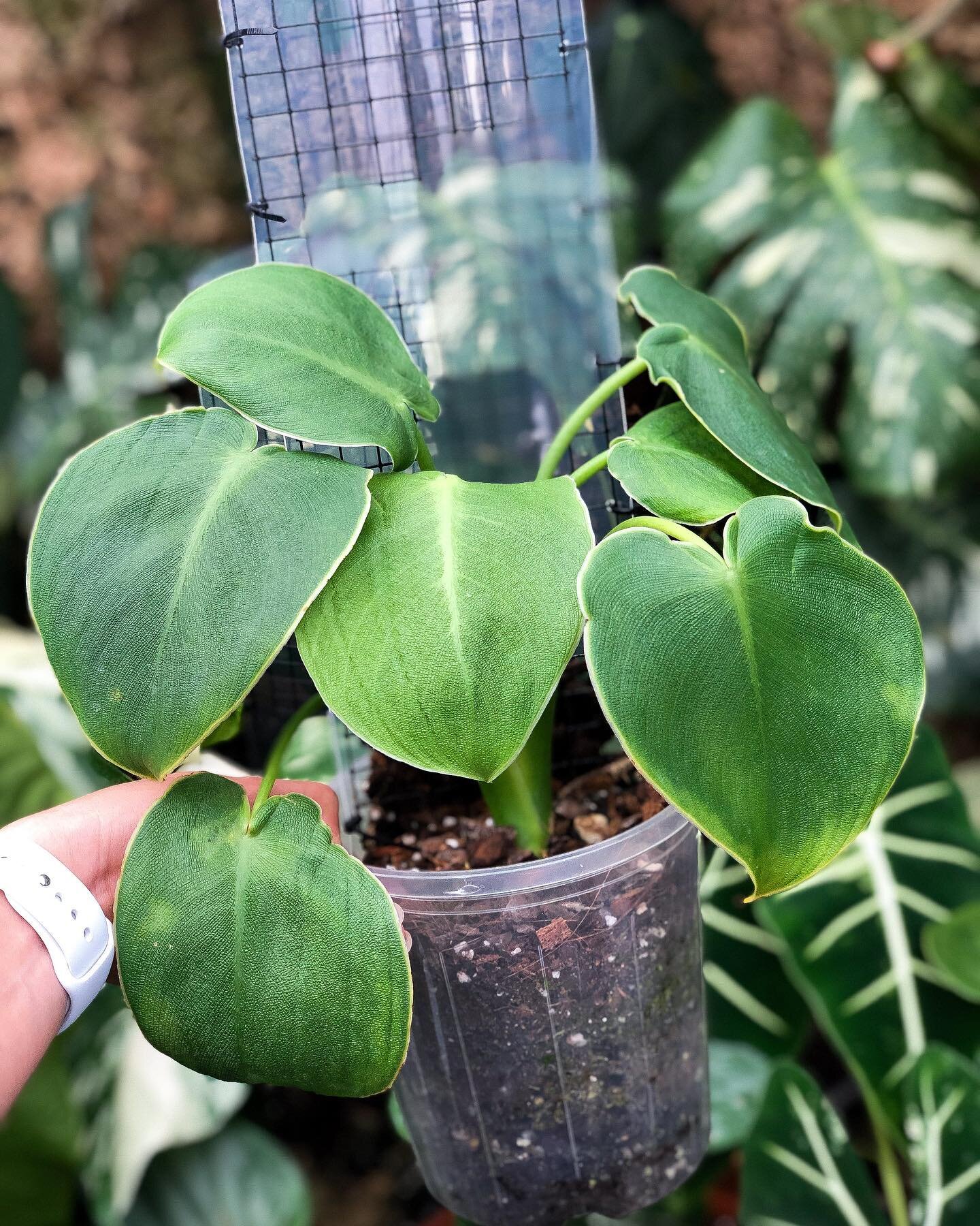 Oink oink 🐷

P H I L O D E N D R O N
R U G O S U M

Aka the &lsquo;Pig Skin&rsquo; Philodendron
She thiccccc&hellip;
She textured&hellip;
She heart shaped 💚
And she&rsquo;s currently loving her @grow.vertical pole

Have you tried a Grow Vertical Po