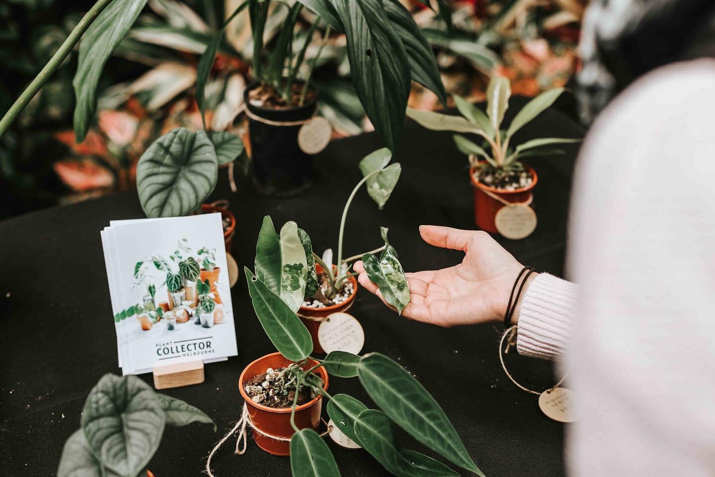 What is Sam bringing to the next PCM X @botanicah.melbourne Rare Plant Sale Event?

All your plant care needs from @gt_focus_on_plants_australia and @drgreenthumbs.onlinestore 🌿

And a shit tonne of plants!
* NEW RELEASES * 

Alocasia nebula 
Alocas