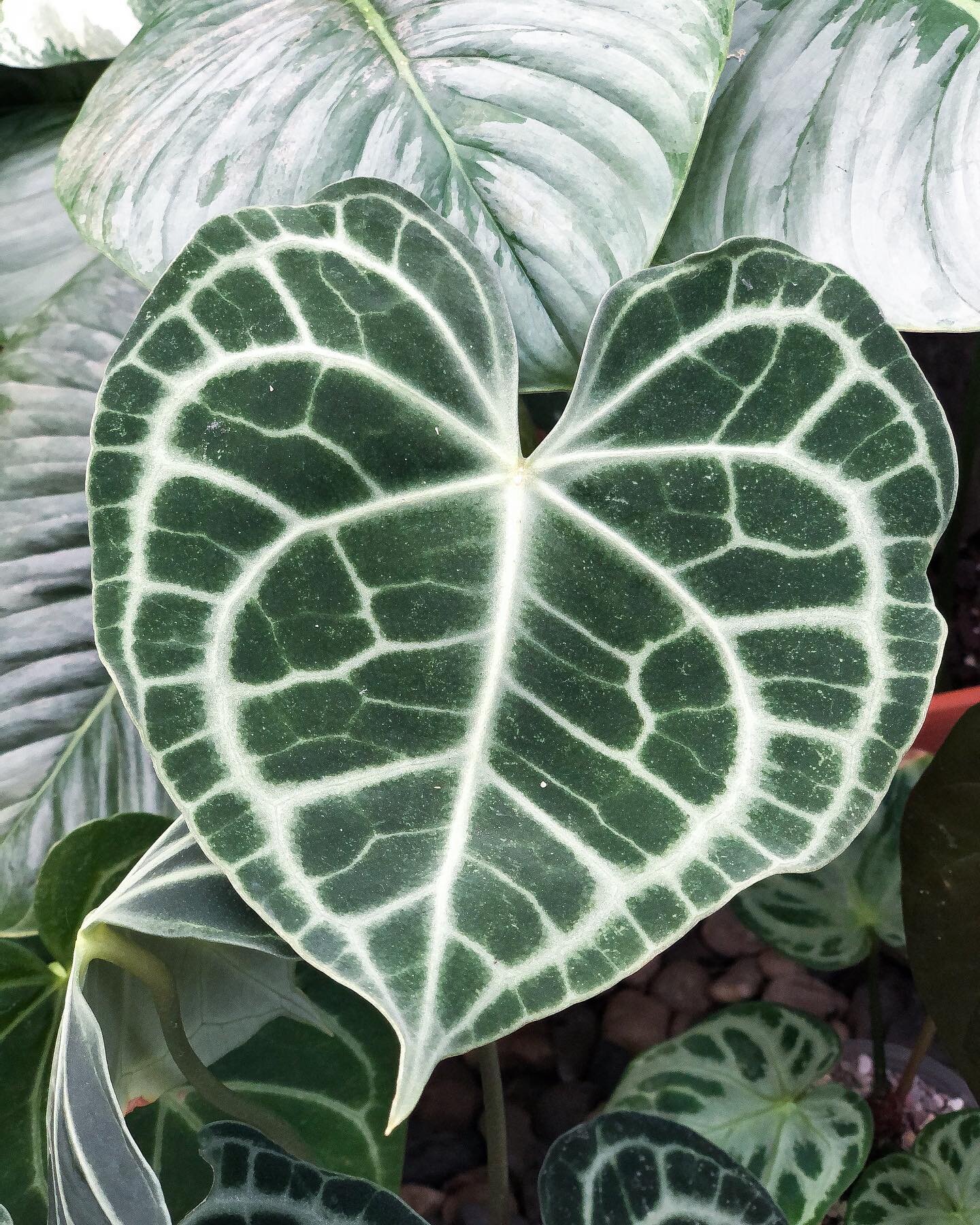 A N T H U R I U M
C L A R I N E R V I U M ✨

Velvety, heart shaped, highly contrasting veins AND easy to care for&hellip;
Ya dreamin! 💭🤤

What plant do you have that was surprisingly less maintenance than you originally thought?