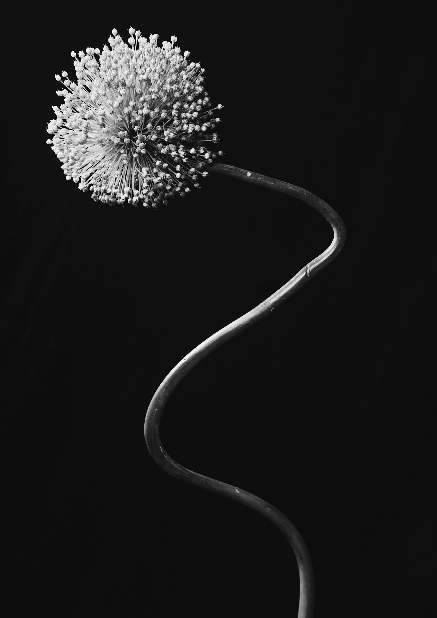 Flower #2 — 川井 一歩