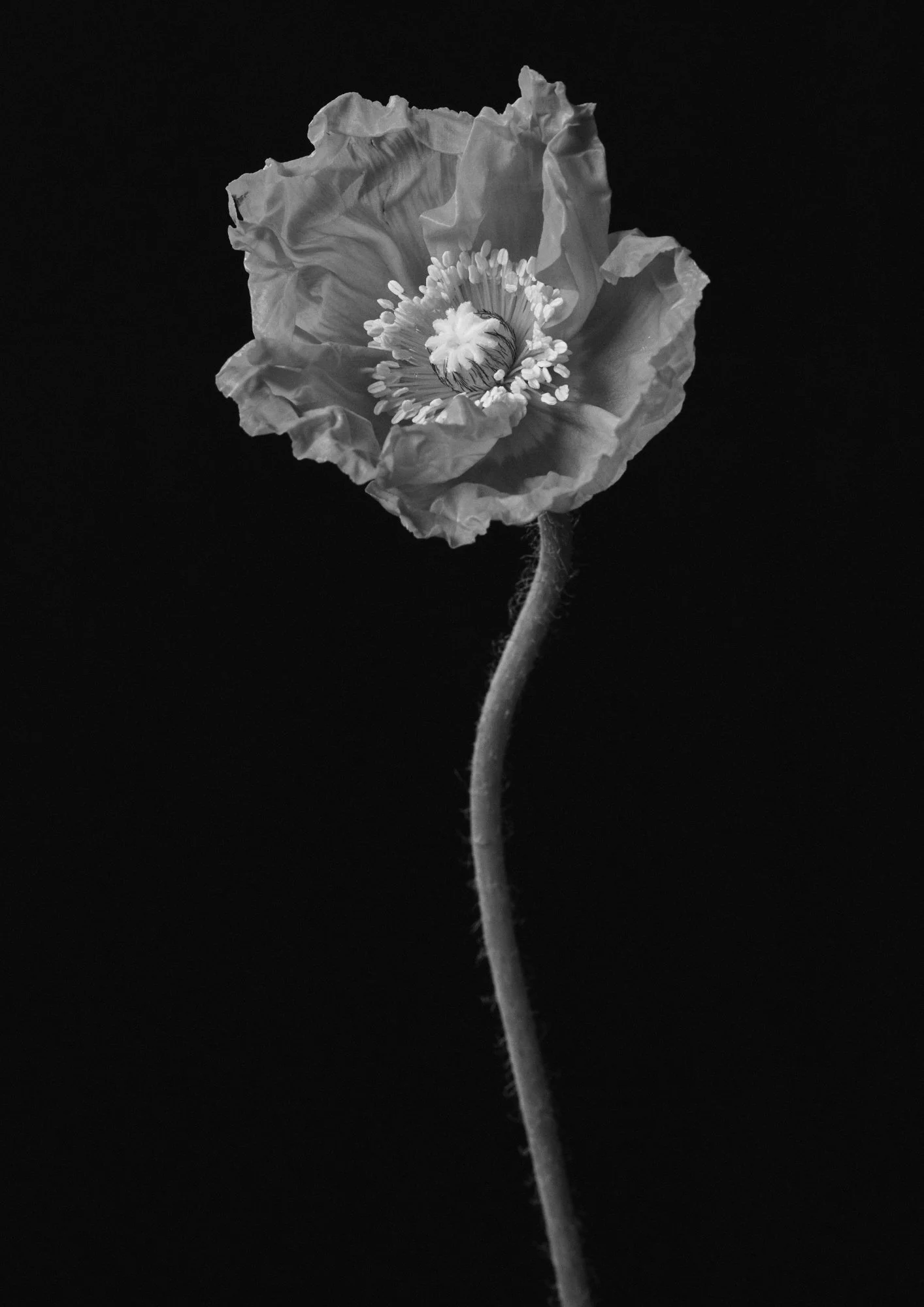 Flower #2 — 川井 一歩