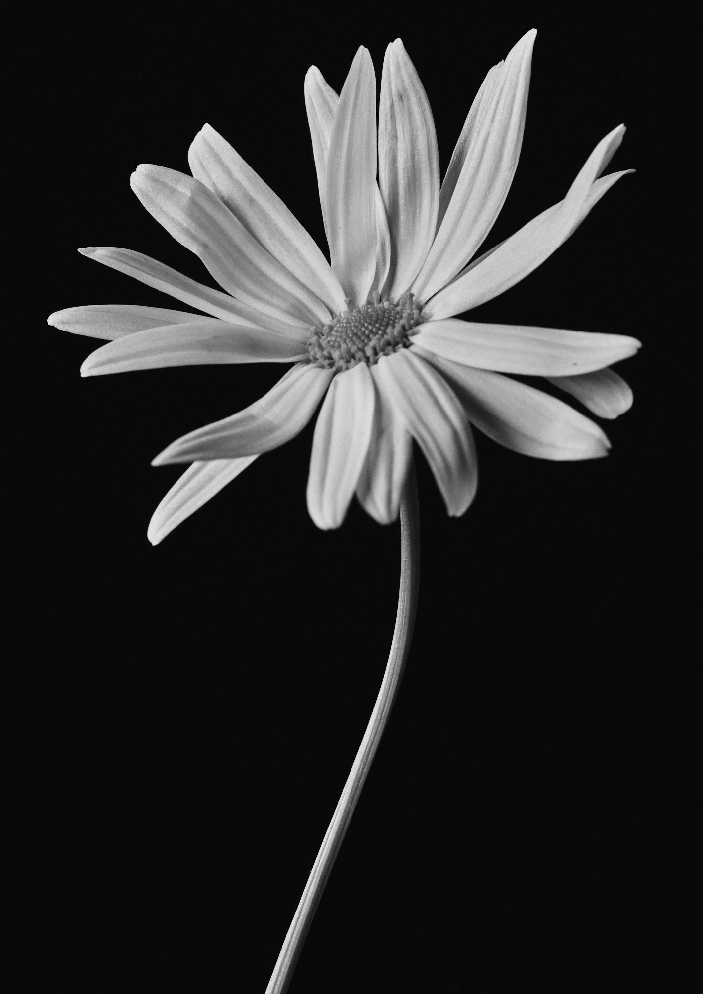 Flower #2 — 川井 一歩
