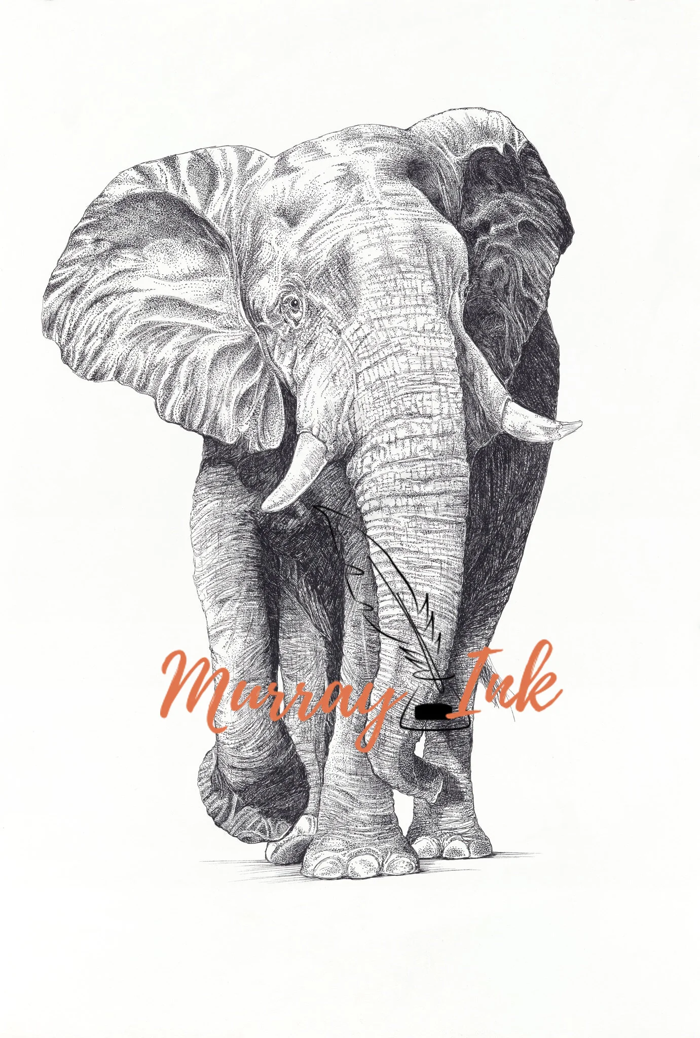 African elephant