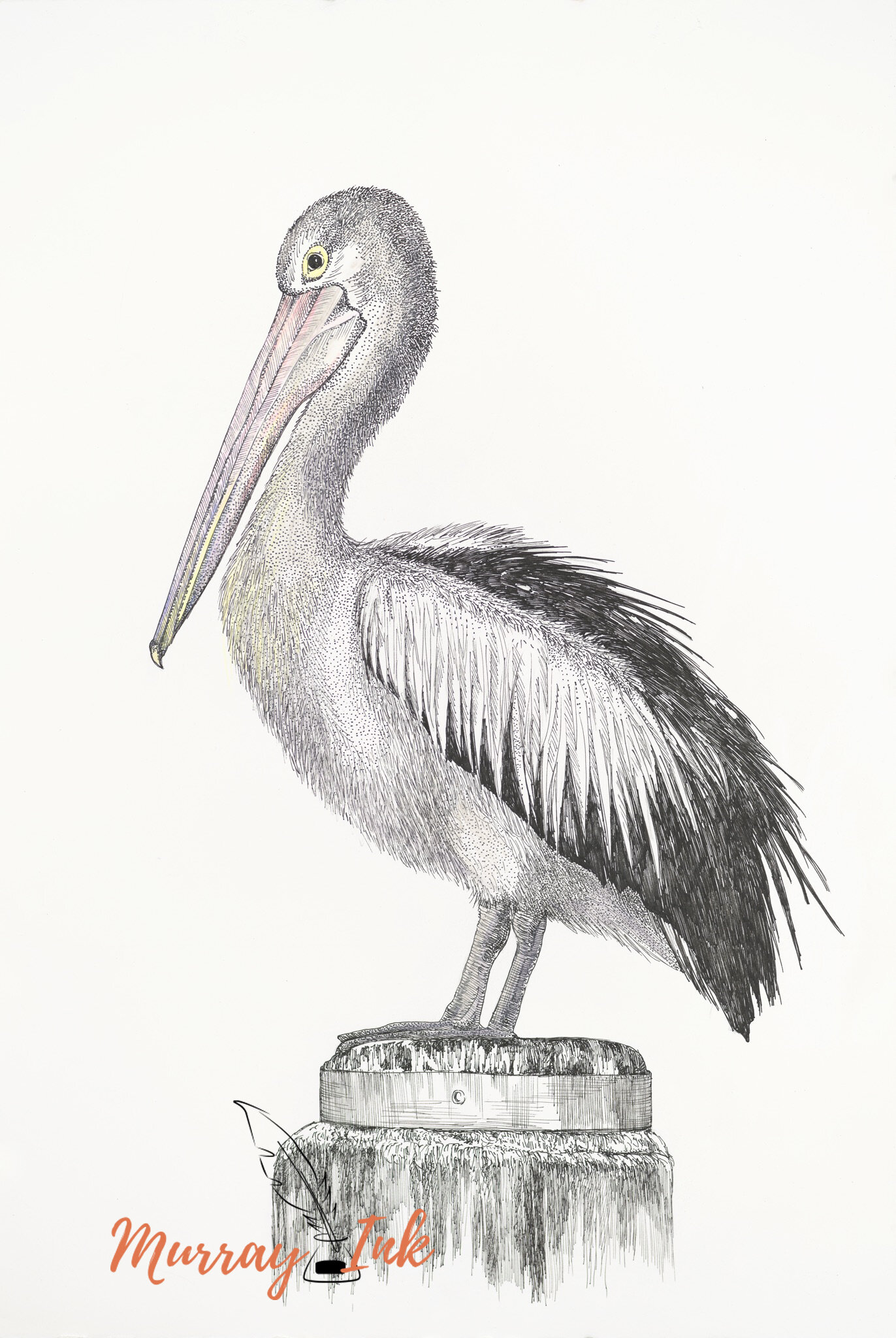 Pelican