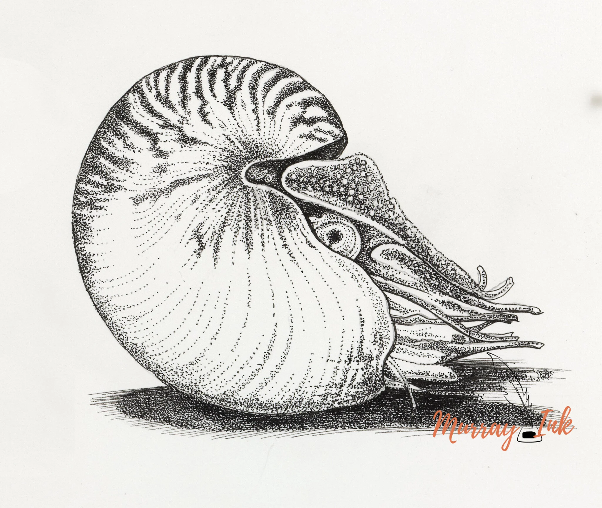 Nautilus.jpg