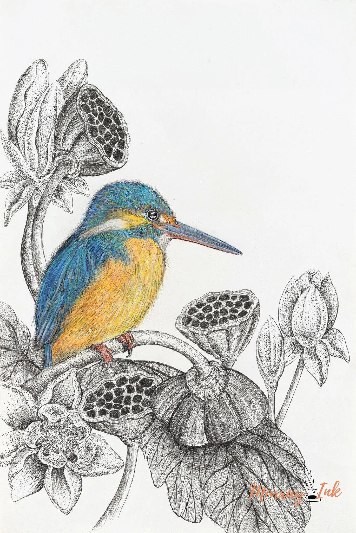 Azure kingfisher