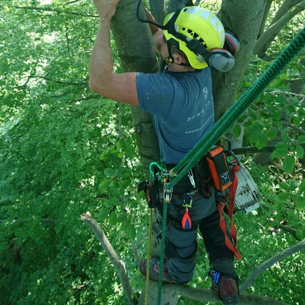 How to Get a Tree Surgeon Job in Kent