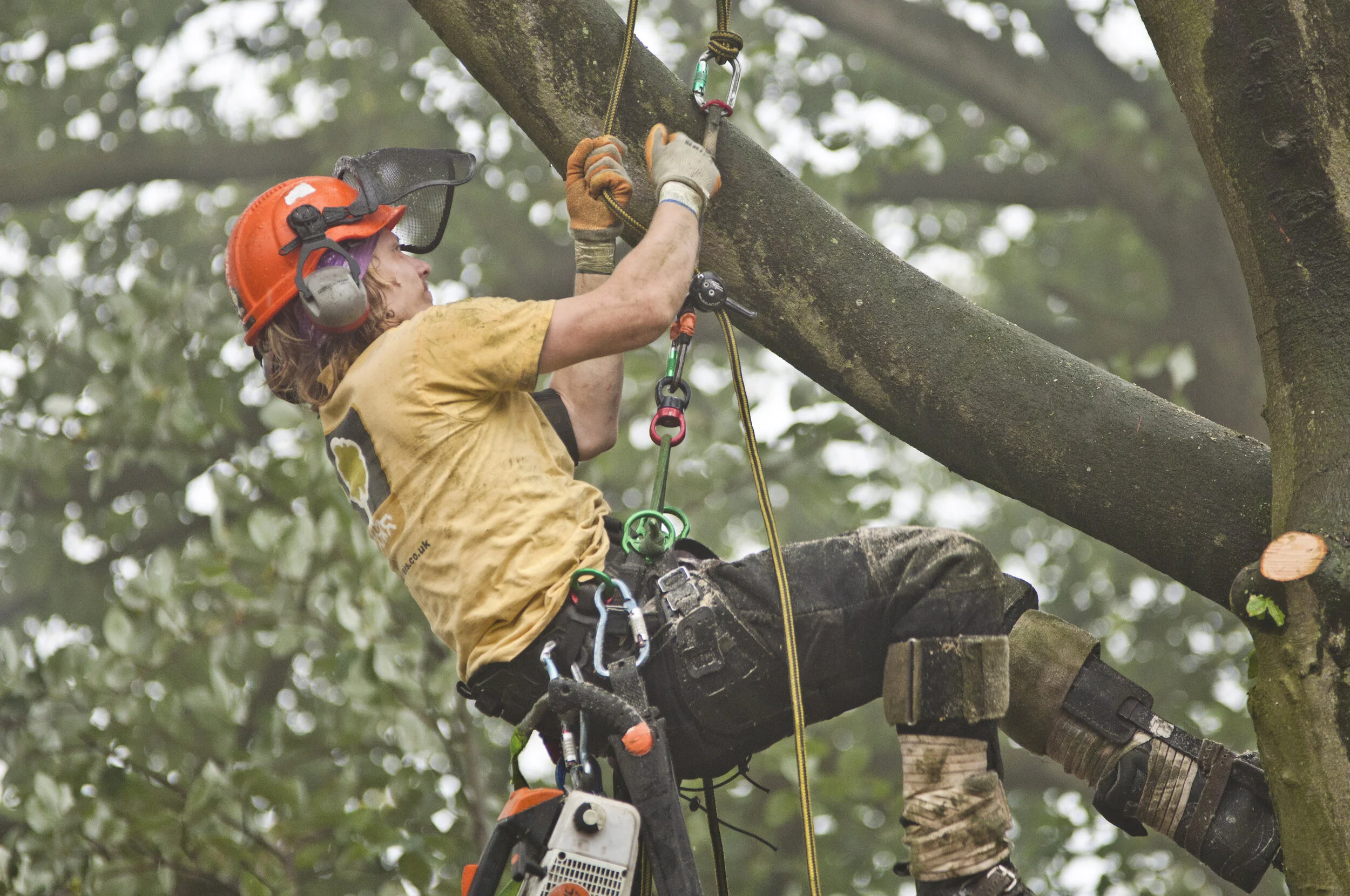How to Get a Tree Surgeon Job in London