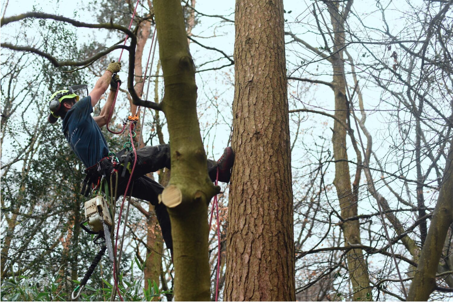 tree-surgeon-courses-london.PNG