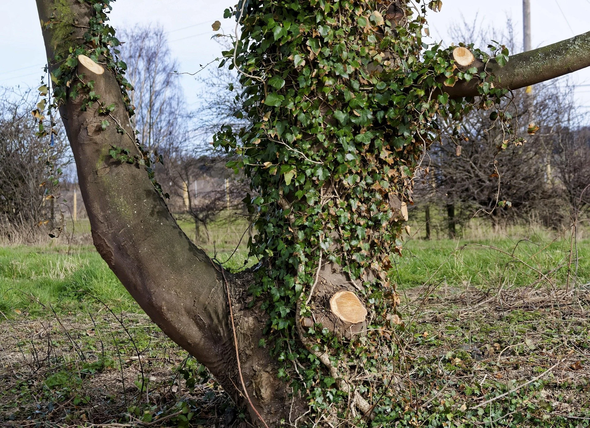 Tree Surgeon Qualifications