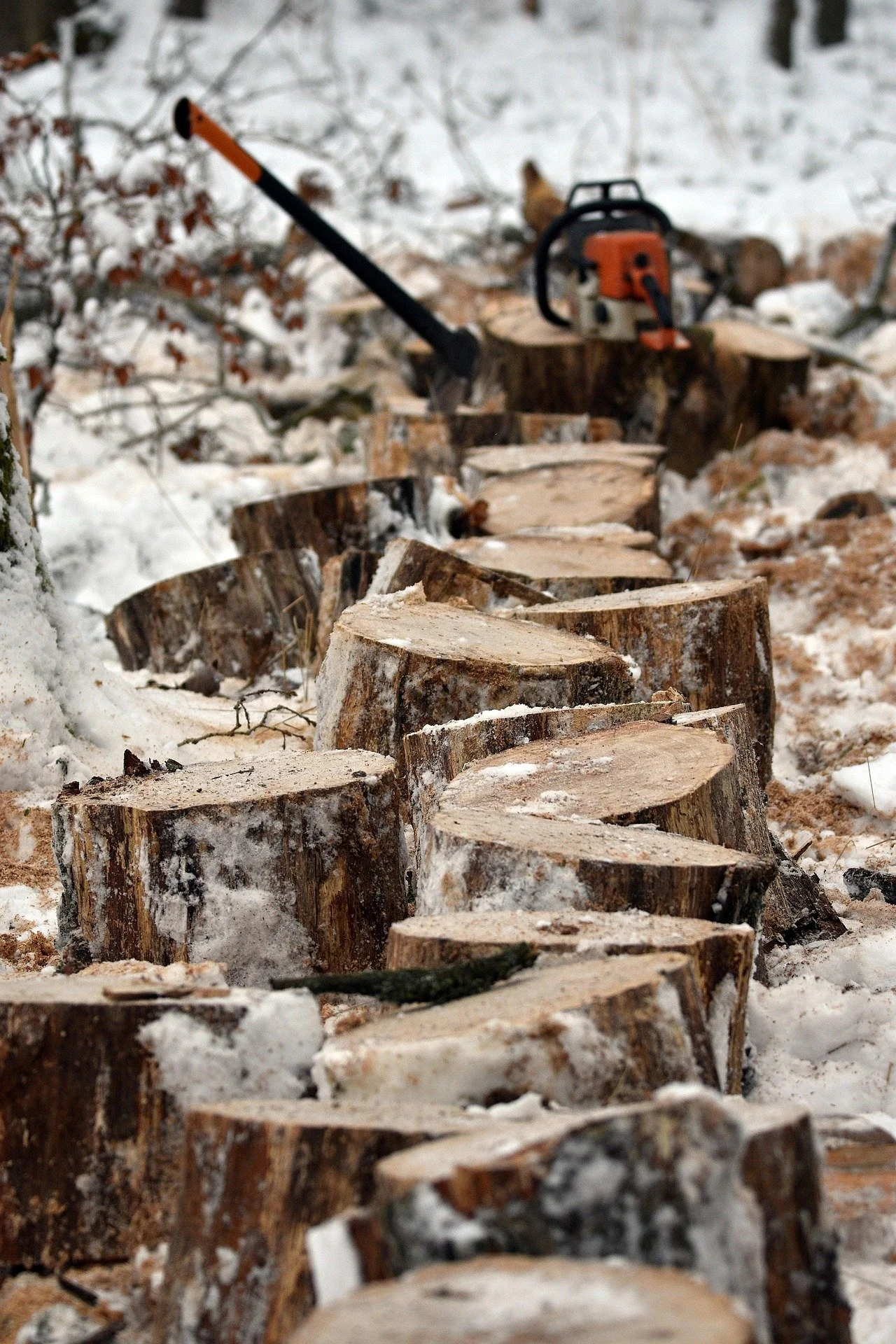 How Much Do Tree Surgeons Earn UK