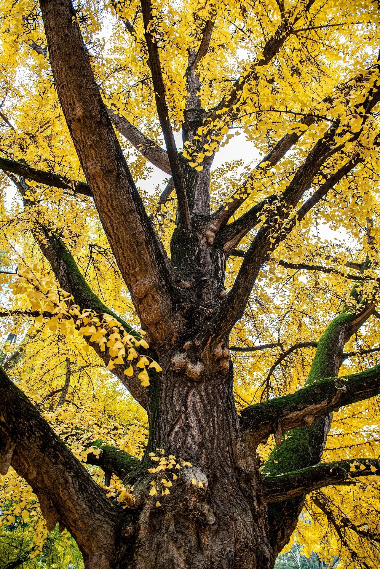 Why Become a Tree Surgeon?