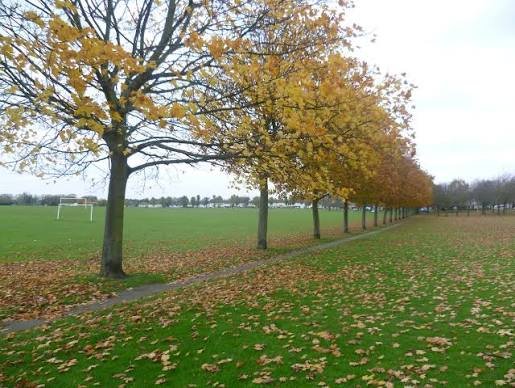Educational Requirements to Become a Tree Surgeon