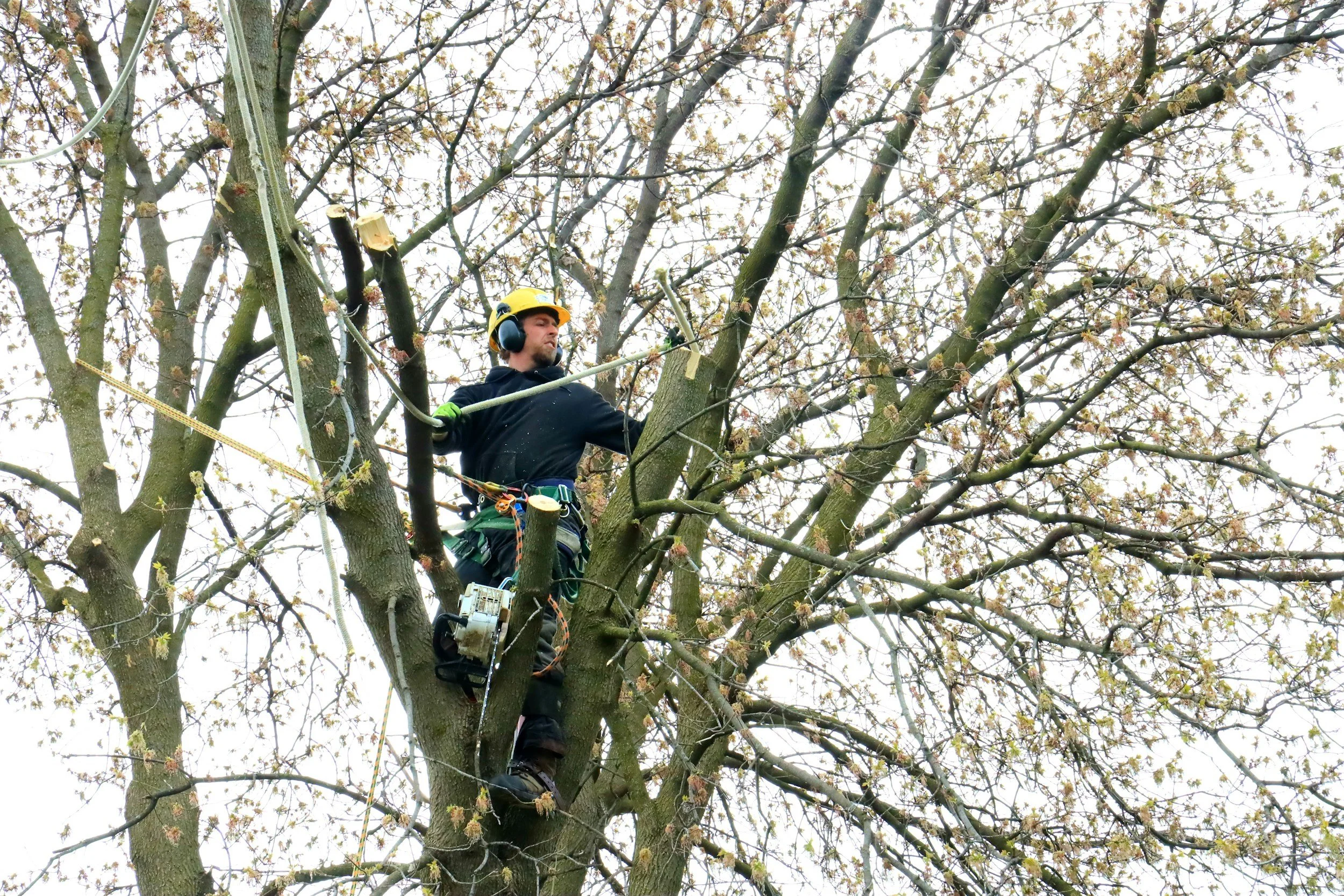 A Beginner’s Guide to Safe Tree Cutting Techniques