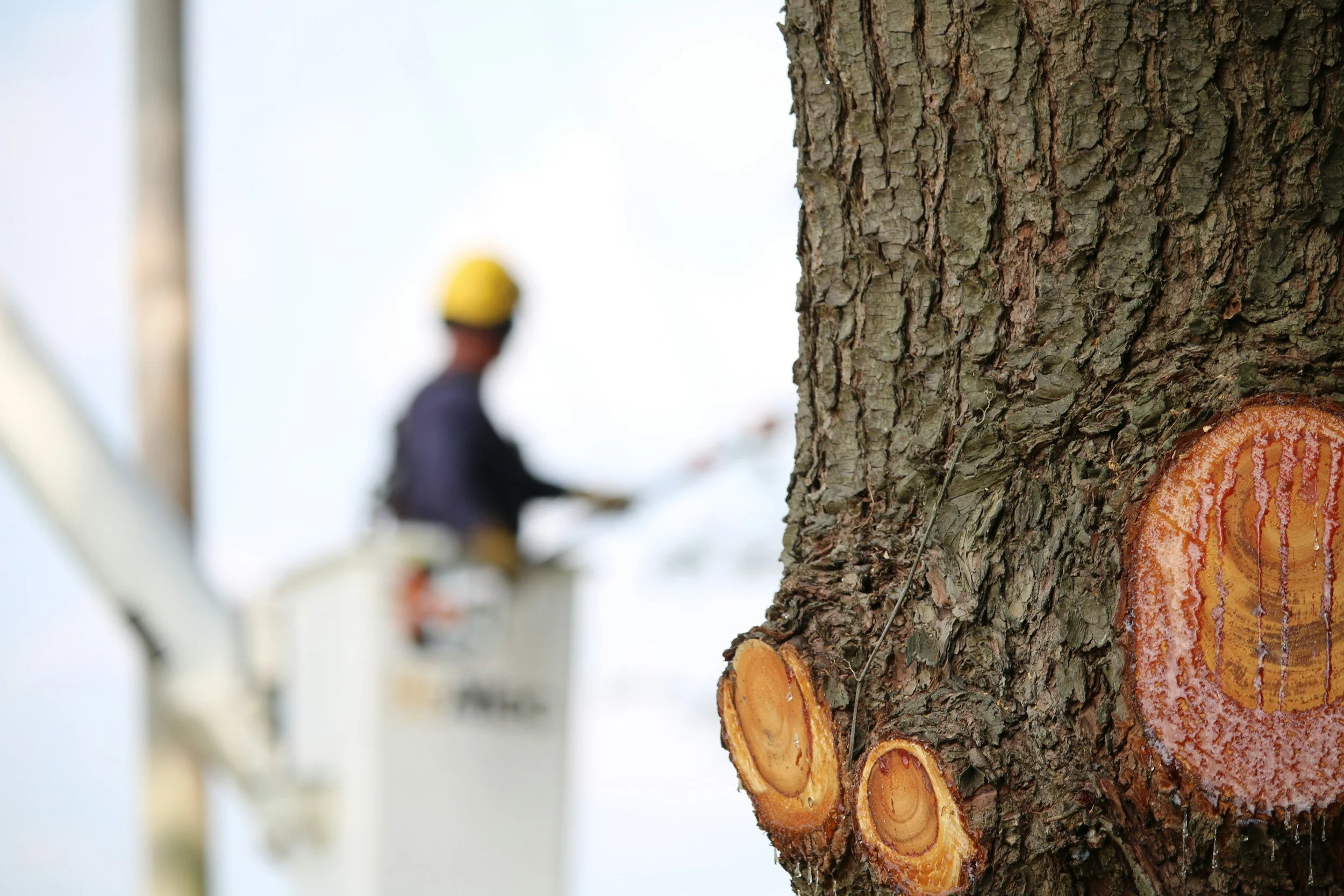 Which Tree Surgery Qualifications Do I Need to Become a Tree Surgeon?
