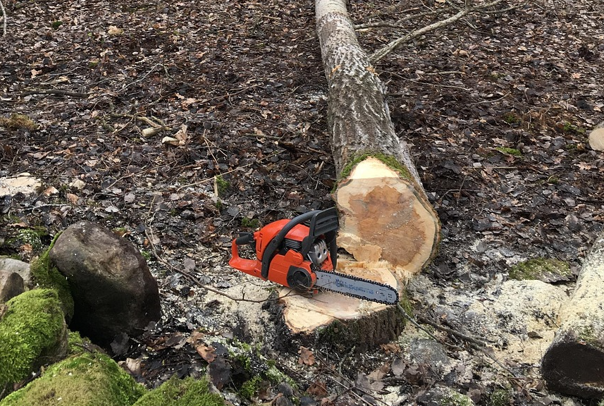 Tree Felling Course