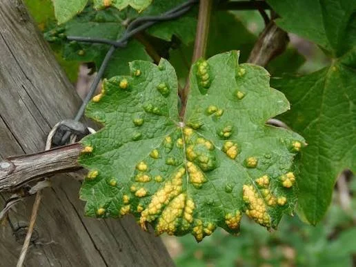 How to Deal With Tree Pests