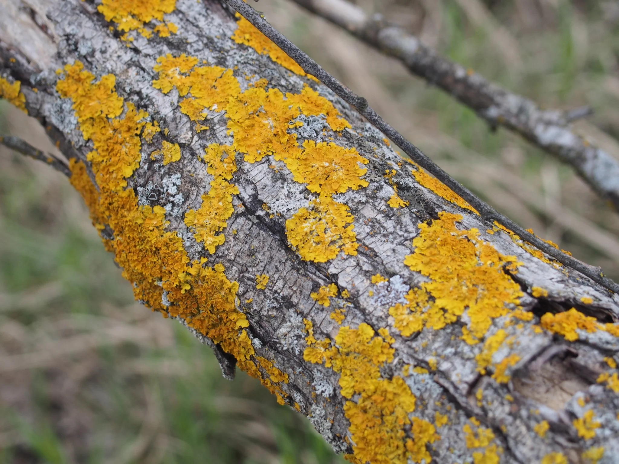 Common Tree Diseases Every Trainee Arborist Should Know
