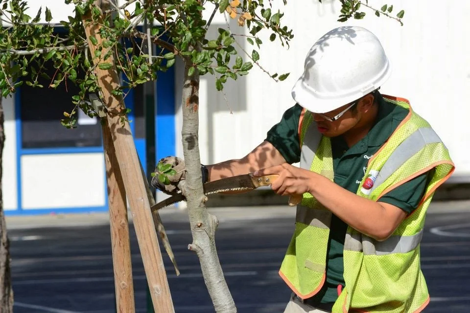 Essential Tree Care Training Courses for New and Experienced Arborists