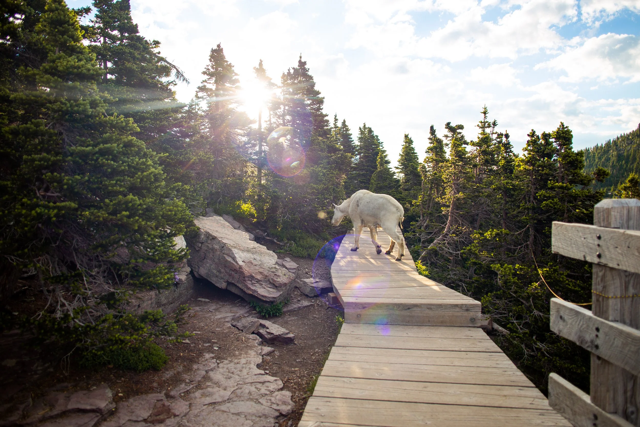 Mountain Goat at Hidden Lake Overlook, Glacier National Park