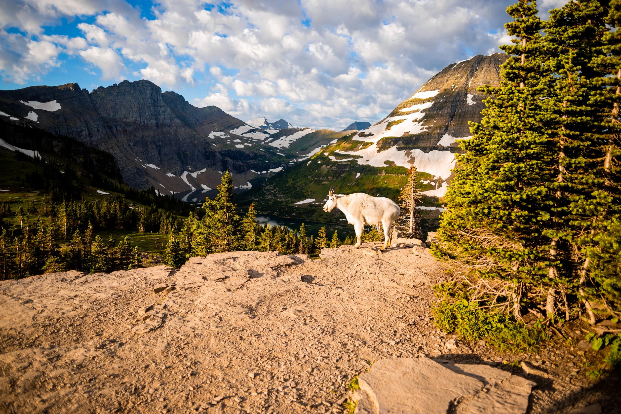 Hidden Lake Overlook Trail in Glacier National Park. Mountain Goat Sighting.