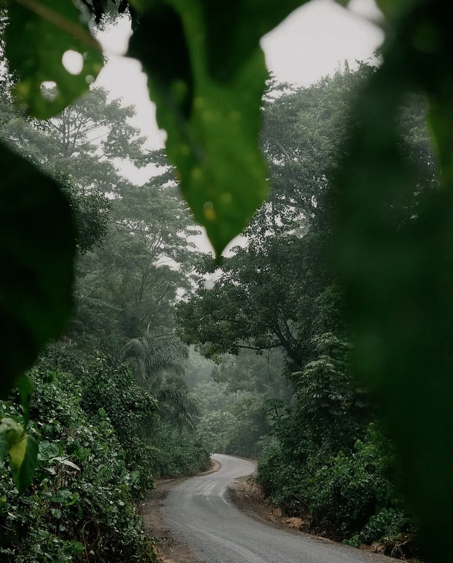 Route through the rainforests of Ghana 🇬🇭 🌴
📷- @_nfphotography_