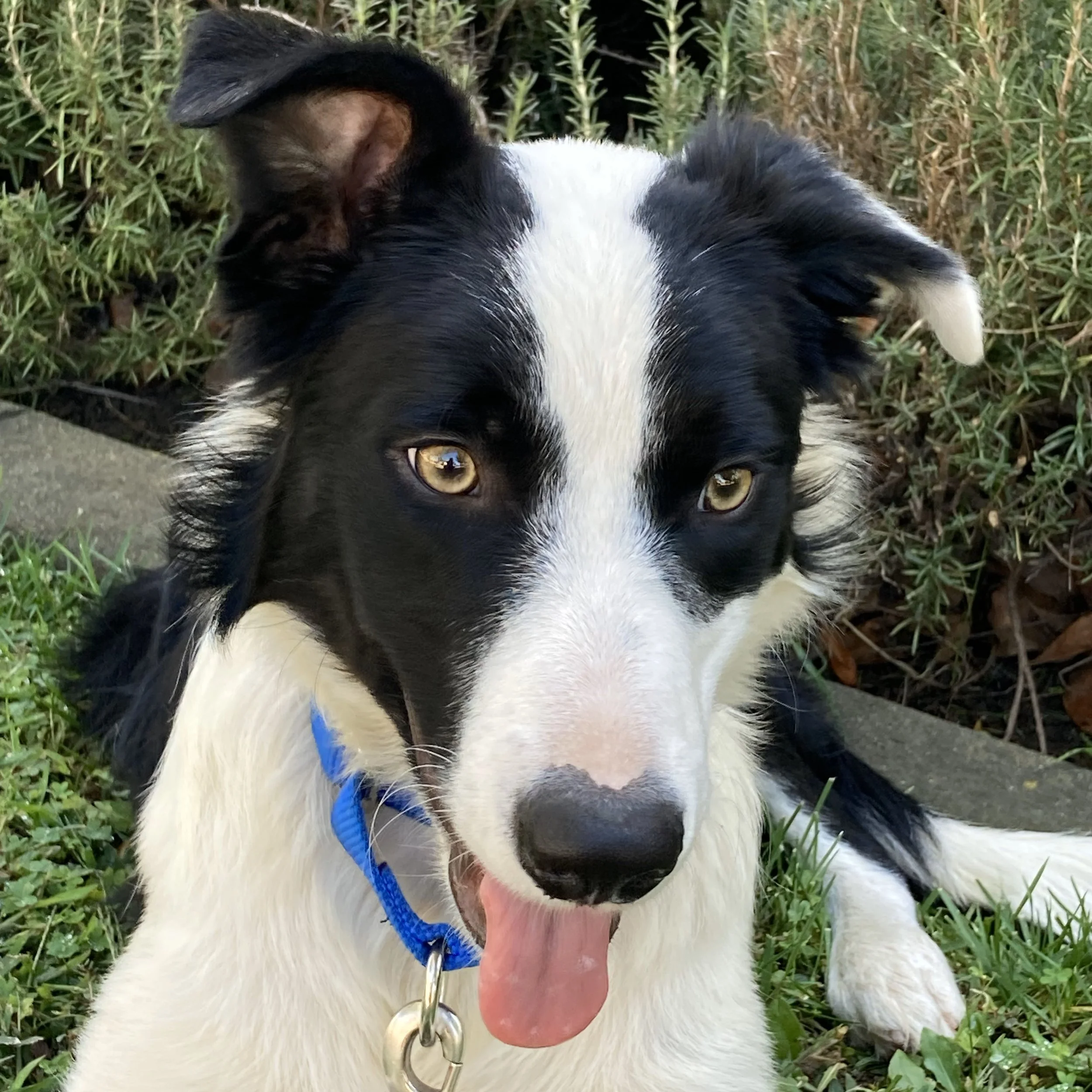 Available Dogs — Outta the Cage