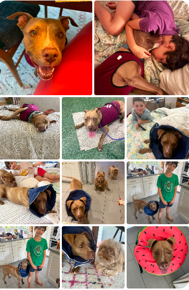 Gracey collage.png