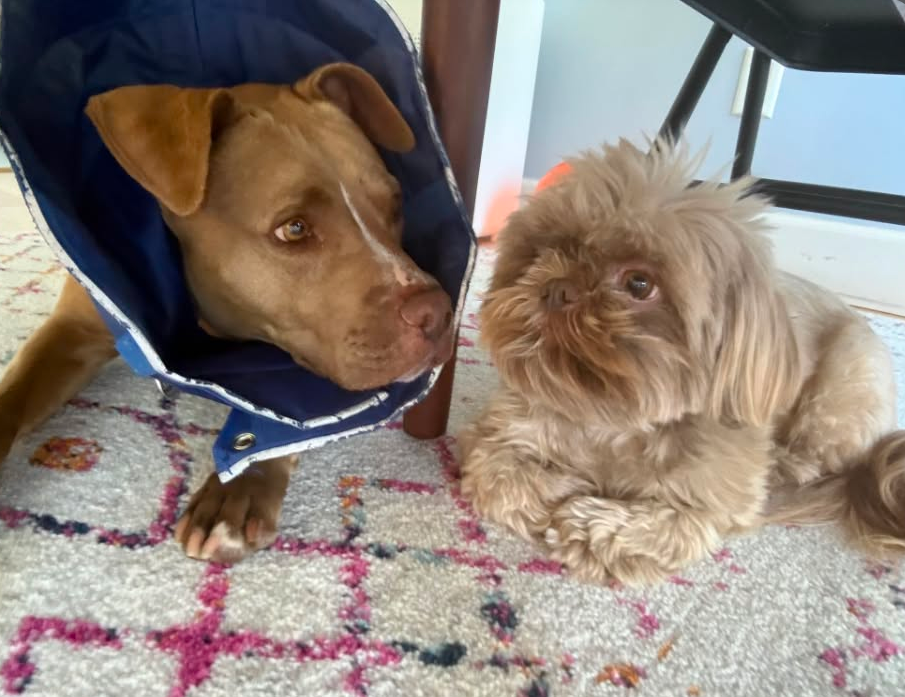 Gracey with her little buddy.png