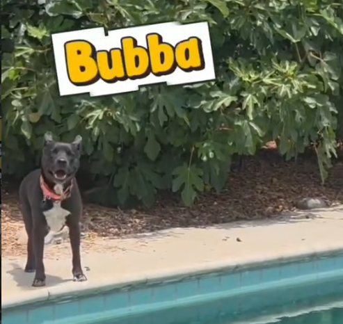 Bubba near the pool.png