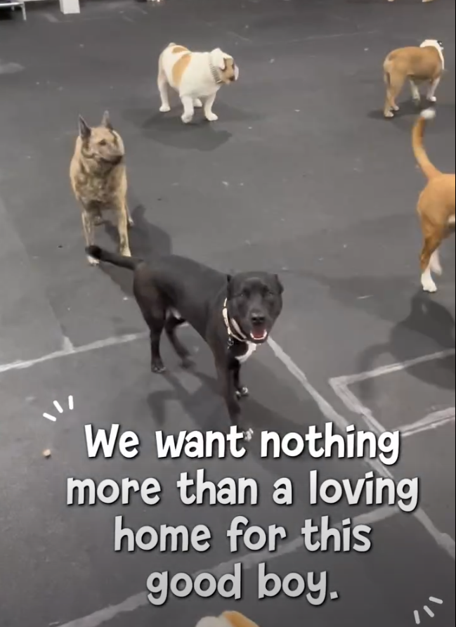 Bubba in boarding.png