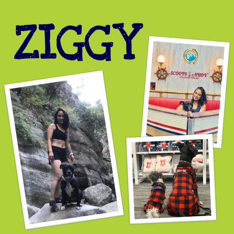 ziggy.jpg