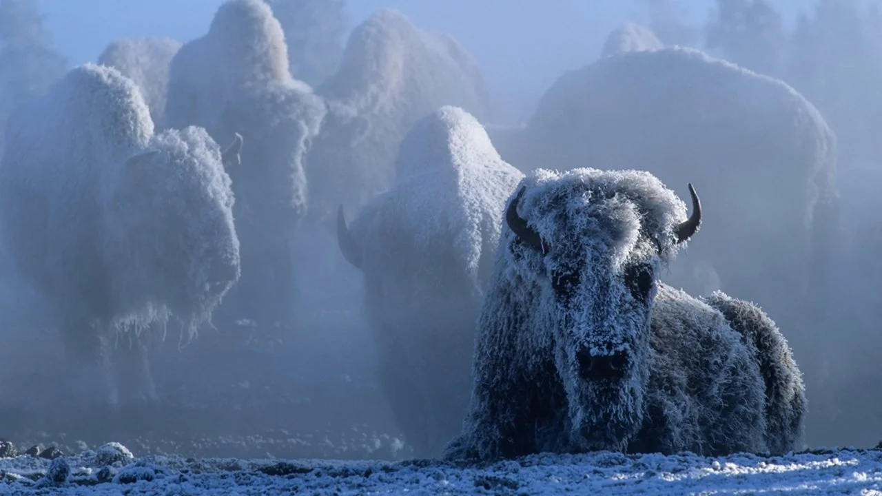The Last Wild Places: Tom Murphy on Yellowstone