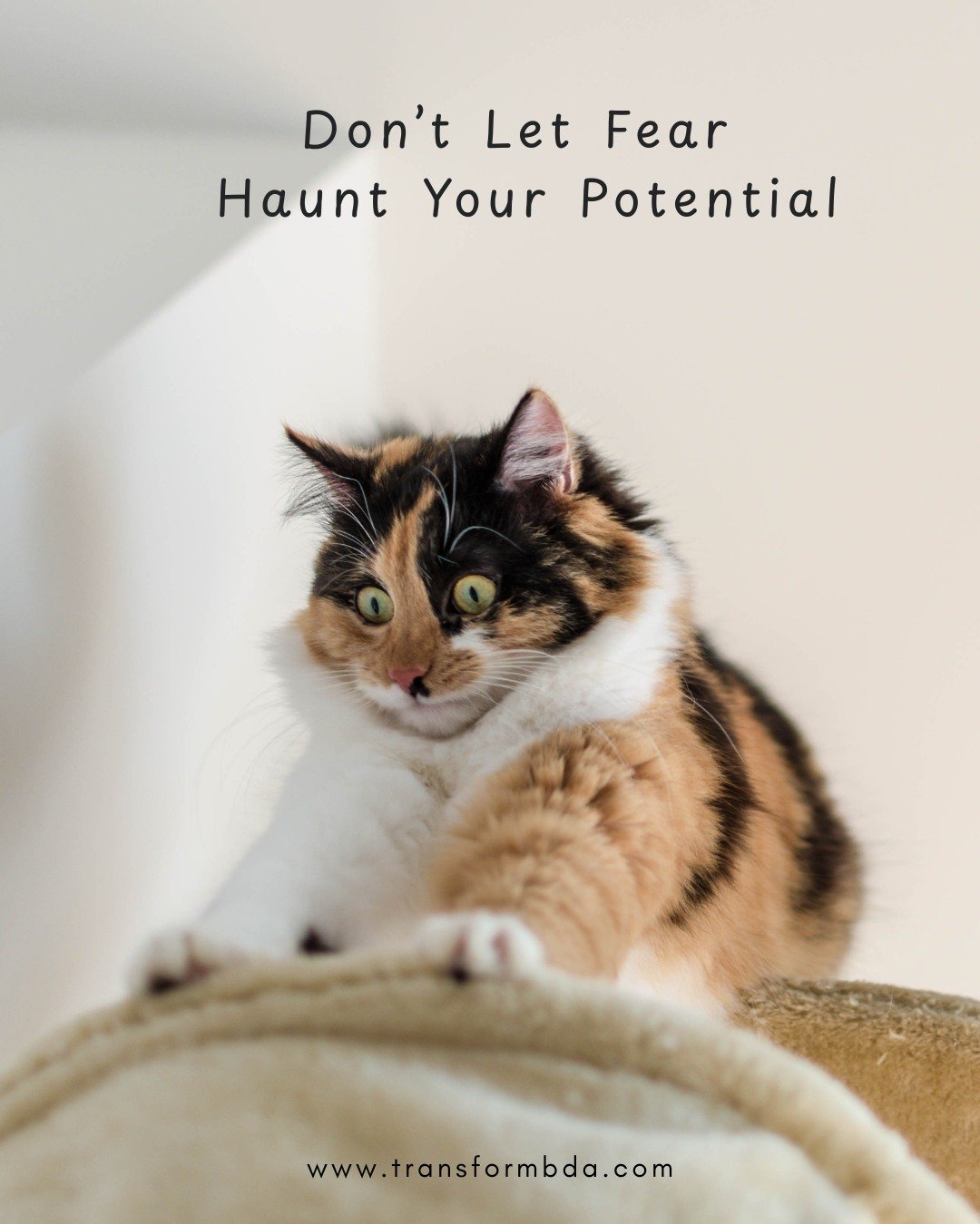 Halloween is a time when we lean into the shadows: the ghosts, the things that scare us, the unknown. What if this year, instead of letting fear haunt you, you allow it to serve as a guide?

At Transform, we believe that behind many of our biggest fe