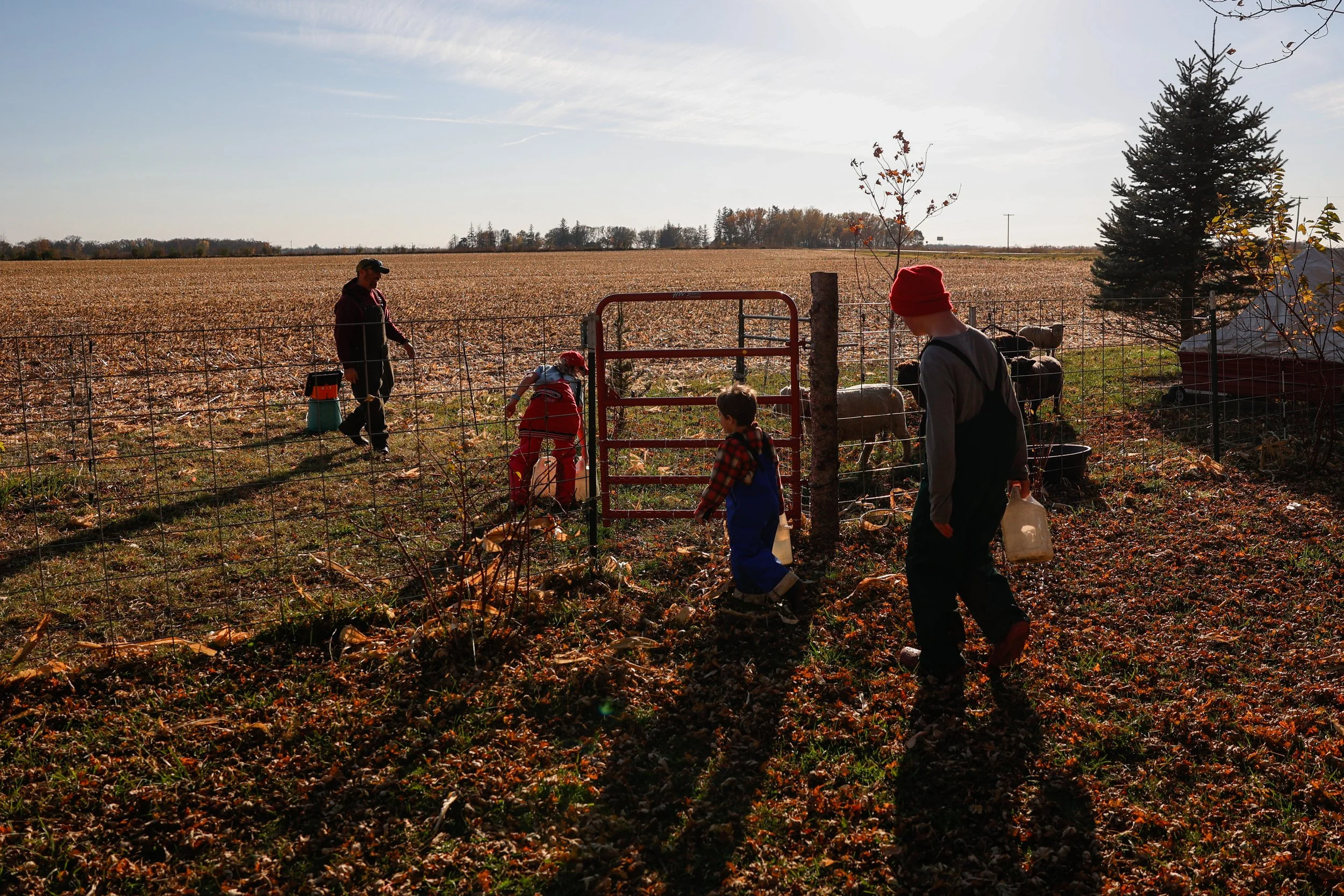 From left, Chris Shumate, Cathryn Burman, 11, Anderson Shumate, 4, and Lincoln Burman, 15, bring water to the sheep on Tuesday, Nov. 4, 2025, in Austin