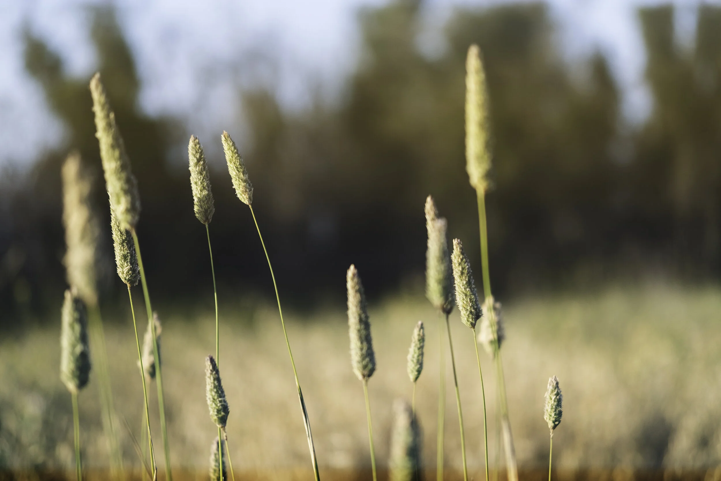 CC_0024-Edit.jpg