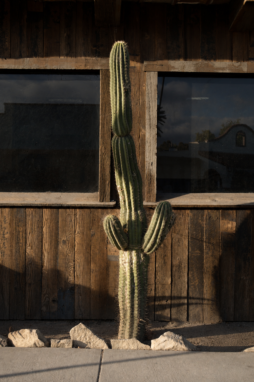 Catcus.png