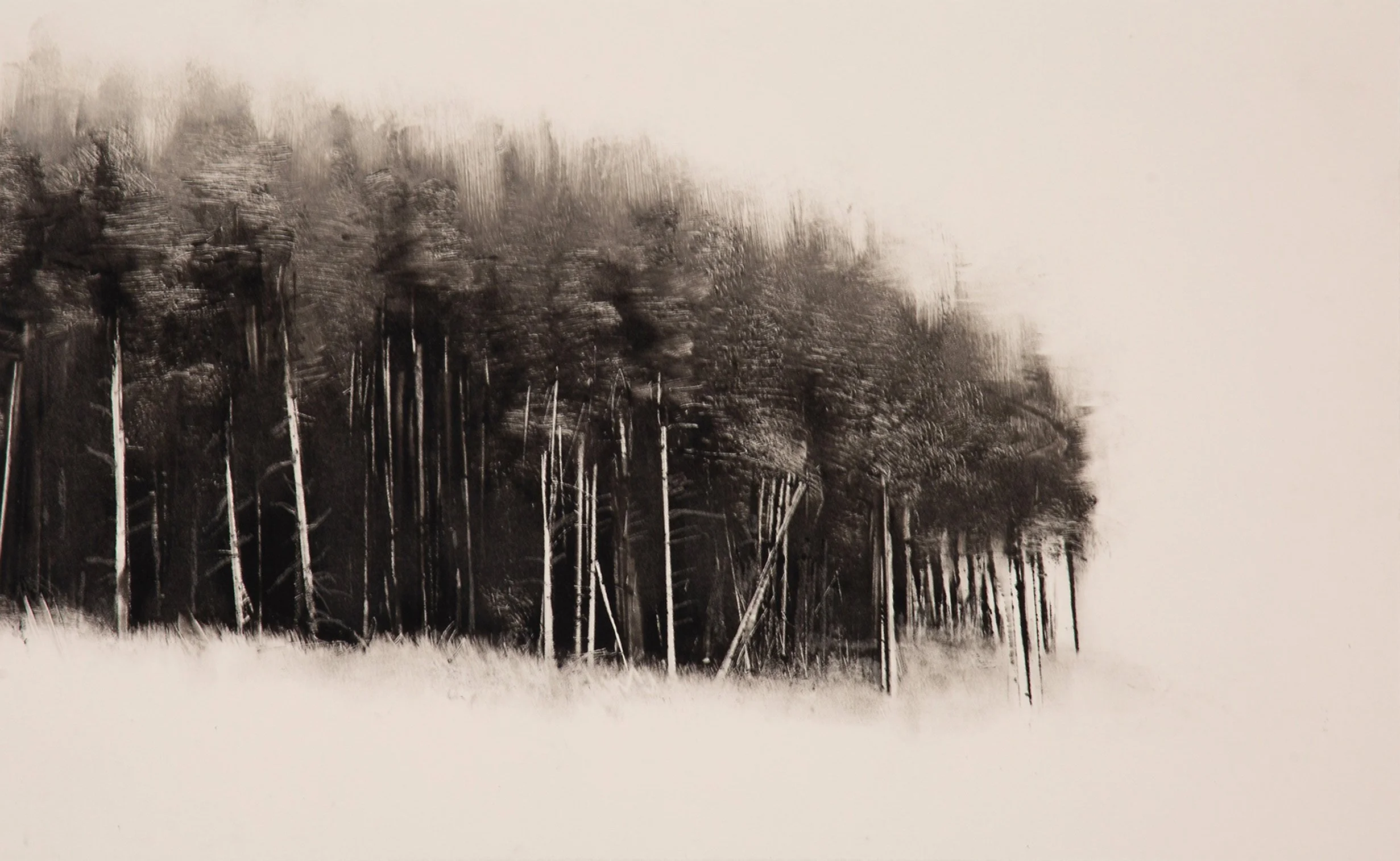 Wendy Orville - Port Gamble Copse, monotype, 9.75 x 15.75 in. $2700