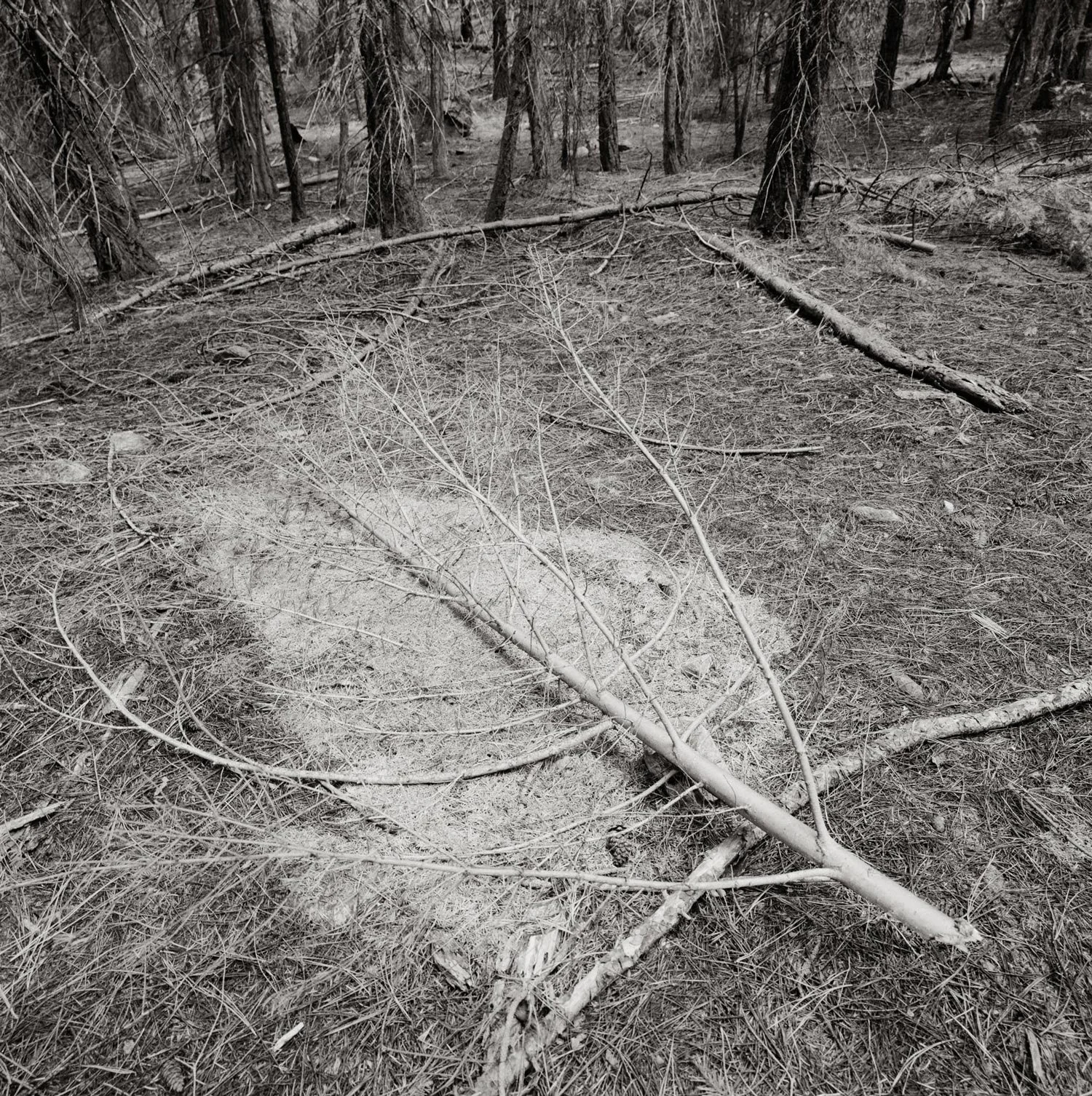 Peter de Lory Forces Unseen — Harris Harvey Gallery