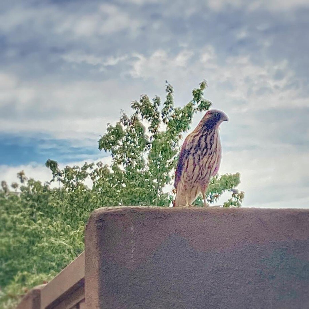 Grateful for these moments when Mother Nature graces me with divine connections to the animal spirits.

I crossed paths with this little hawk in the strangest place and he made his presence known as I walked by&mdash;jumping out of the bushes behind 