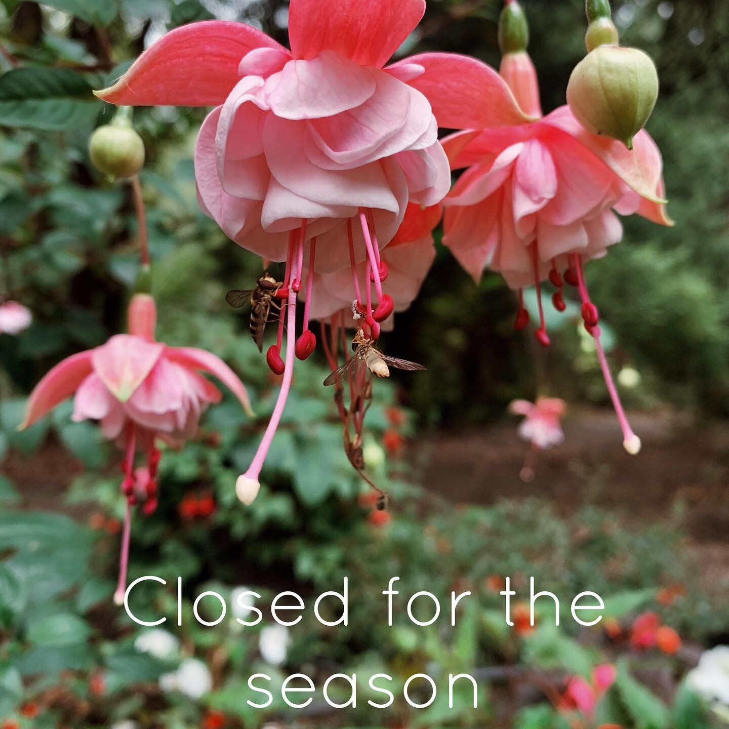 Our garden is now closed for the season to allow us some extra time for renovations before the rains come. We're accepting bookings for the 2021 event season and are happy to give private tours to anyone interested in reserving the gardens for their 