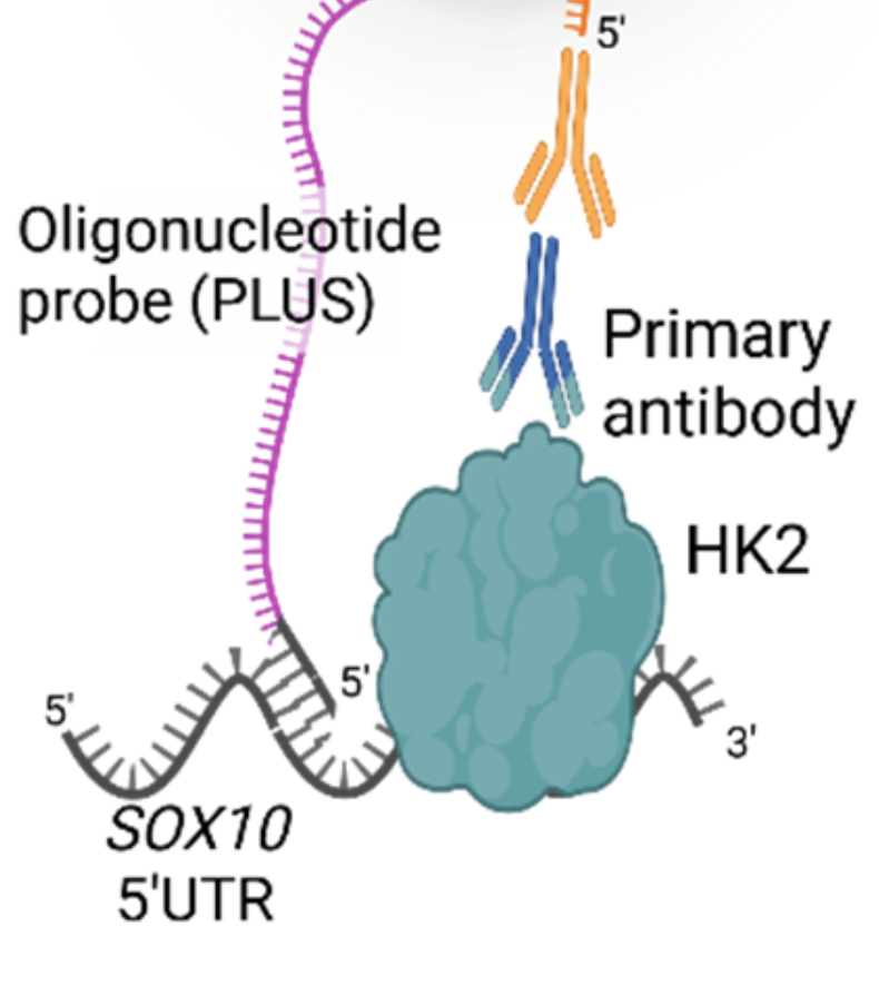 Hexokinase 2 is an RNA-binding protein that regulates mRNA translation independently of glycolysis and induces melanoma cell proliferation