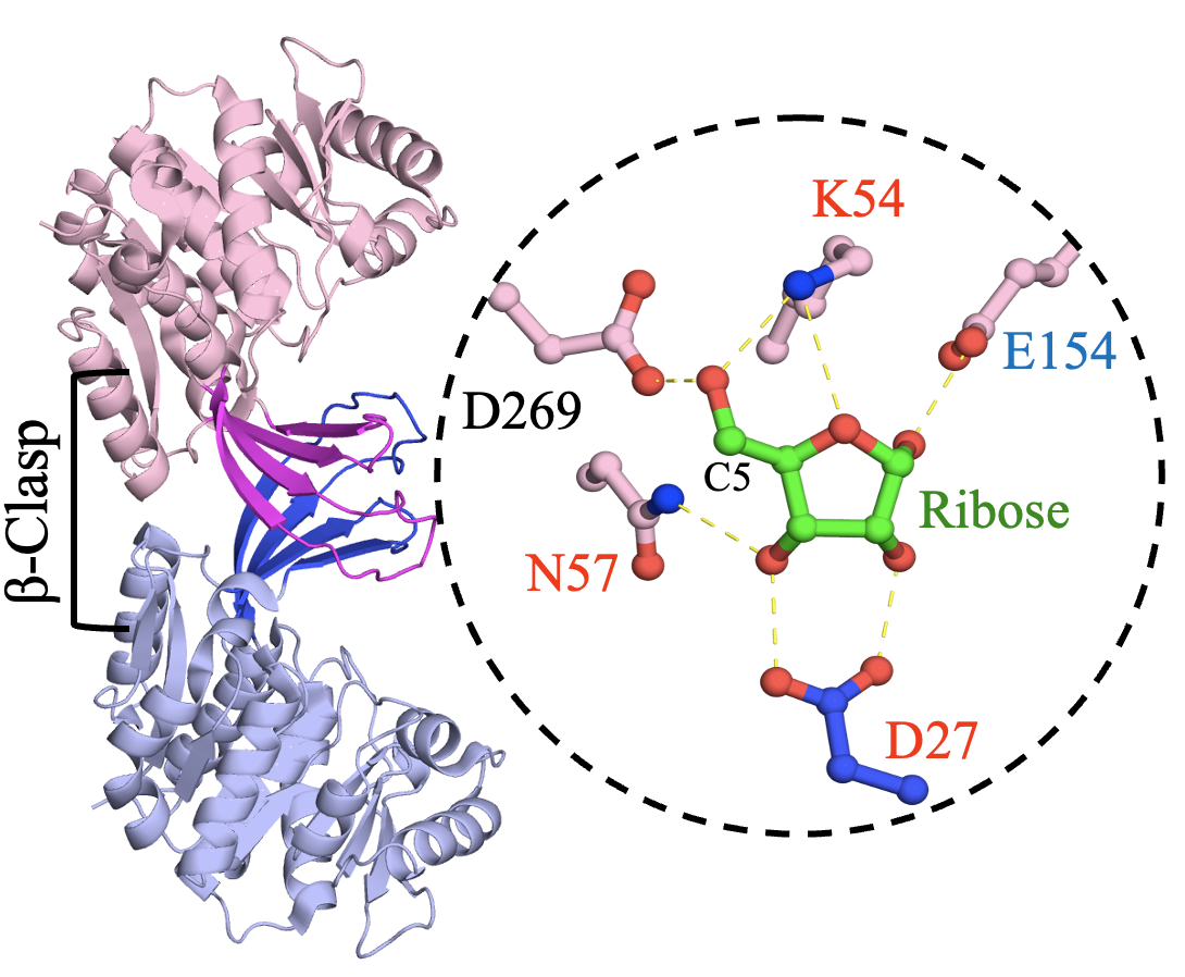 Residues of the ribose binding site are required for human ribokinase activity